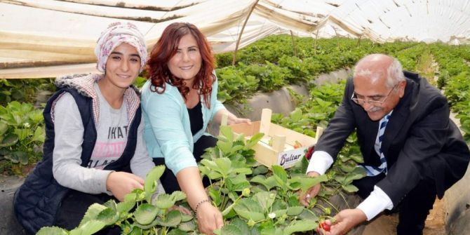 Başkan Çerçioğlu Kadın İşçilerle Çilek Topladı