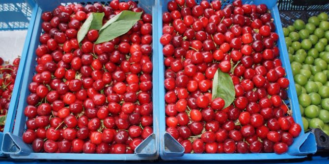 Lapseki Kirazı 15 Liradan Tezgahta