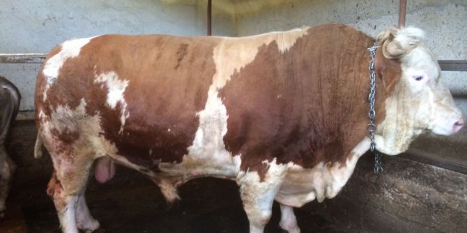 1.5 Tonluk Kurbanlık ’Kıllı’ Çoban Fuarı’nda