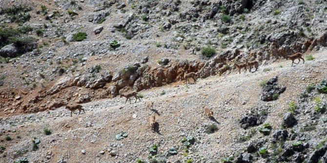 Koruma Altındaki Dağ Keçileri Suya İnerken Görüntülendi