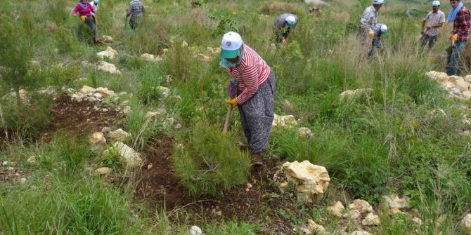 Mersin’de 306 Bin Adet Endüstriyel Fidan Toprakla Buluştu