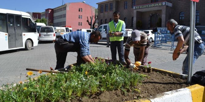 Muş’ta Mevsimlik Çiçek Ekimi