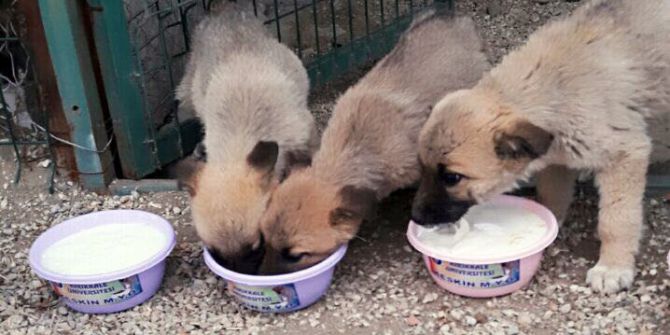 Can Dostlarına Bir Kap Mama