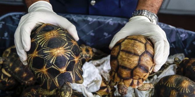 Malezya’ya Kaçak Getirilen Kaplumbağalara El Konuldu