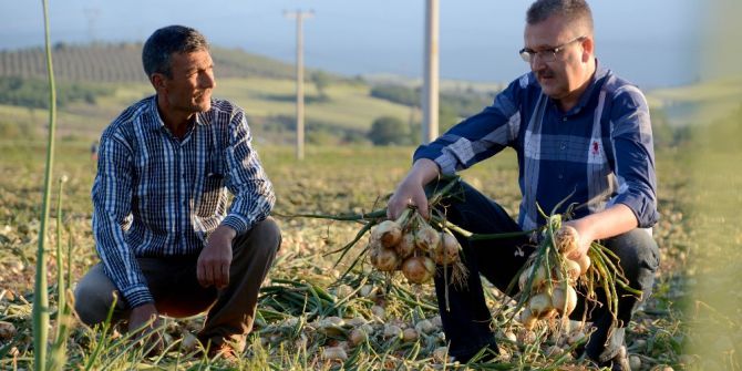 Başkan Özkan, Dünya Çiftçiler Gününde Tarım İşçileriyle Beraber Soğan Topladı