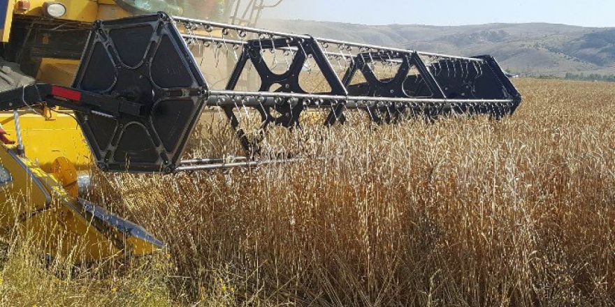 Sivas’ta Hububatta Hasat Dönemi Başladı