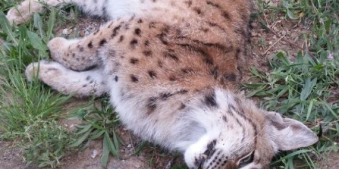 Çorum’da Nesli Tükenmekte Olan Vaşak Ölü Bulundu