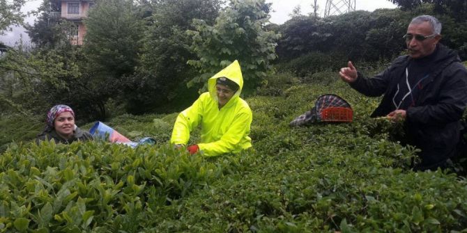 Rize’de Yaş Çay Hasadına Başlandı