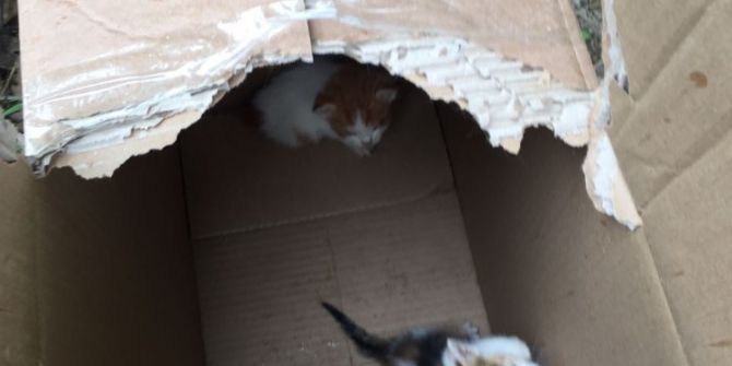 Ormanlık Alanda Ölüme Terk Edilen 60 Yavru Kediyi Eyüp Belediyesi Ekipleri Kurtardı