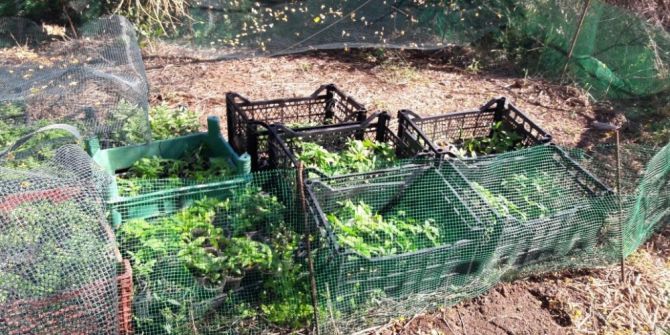 İzmir’de 2 Bin 282 Adet Adet Hint Keneviri Yakalandı