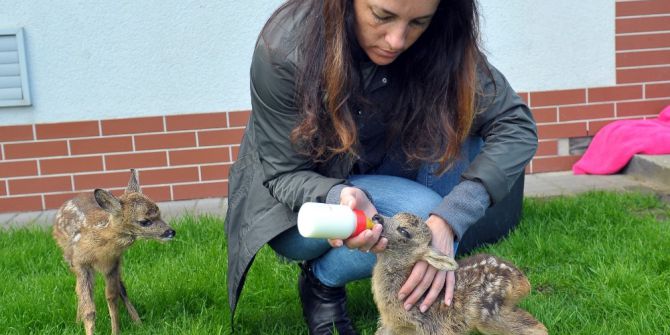 İki Yavru Geyik Koruma Altına Alındı