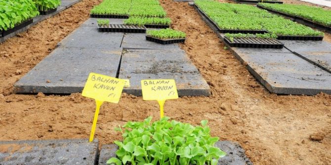 Büyükşehirden Sebze Üreticilerine Büyük Destek