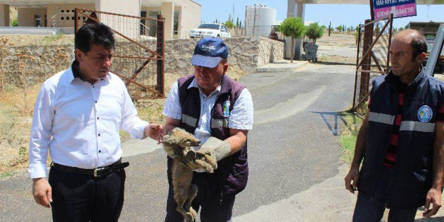 Yaralı Yavru Tilkiye Şefkat Eli