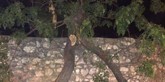 İzmir’de Otomobilin Üzerine Ağaç Devrildi