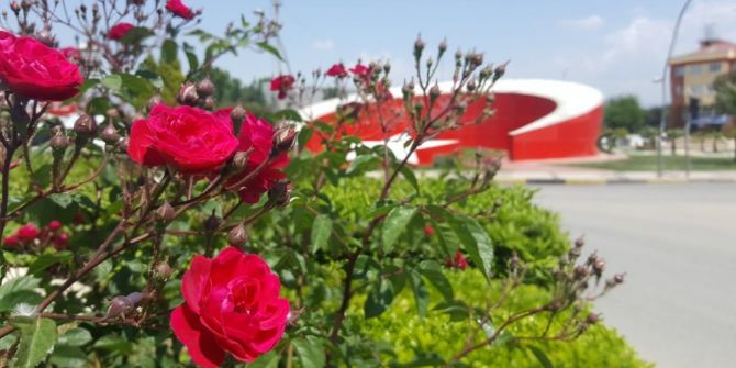 Yaz Çiçekleri Toprakla Buluştu