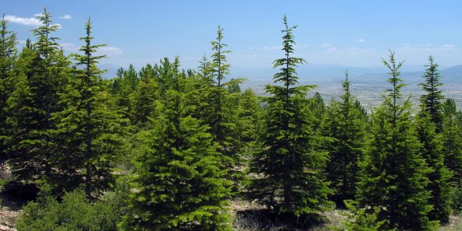 Aydın’da 3 Milyon Fidan Toprakla Buluşturuldu