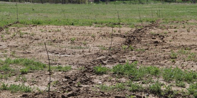Belediyenin Diktiği Fidanlar Çalındı