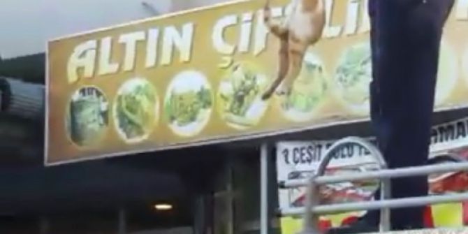 Mahsur Kalan Kediyi İtfaiye Ekipleri Kurtardı