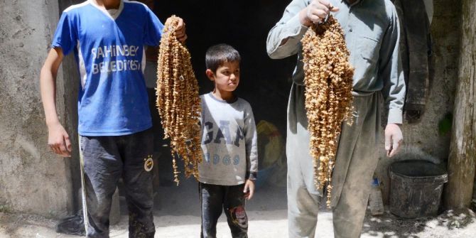 Öğütülen Orkide Kökleri Türkiye’nin Tek Su Değirmeninde Salebe Dönüştürülüyor