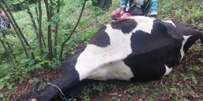 Bahçede Otlarken Elektrik Çarpan İnek Telef Oldu