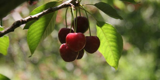 Sultandağı Kirazı Uzak Doğu Halklarının Ağzını Tatlandıracak