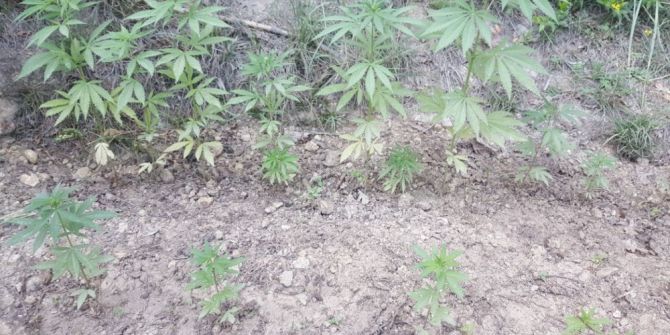 Ormanlık Alanda Uyuşturucu Operasyonu