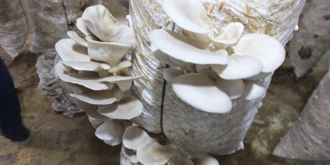 İvrindi’de İş-kur Destek Oldu Mantar Üretimi Başladı