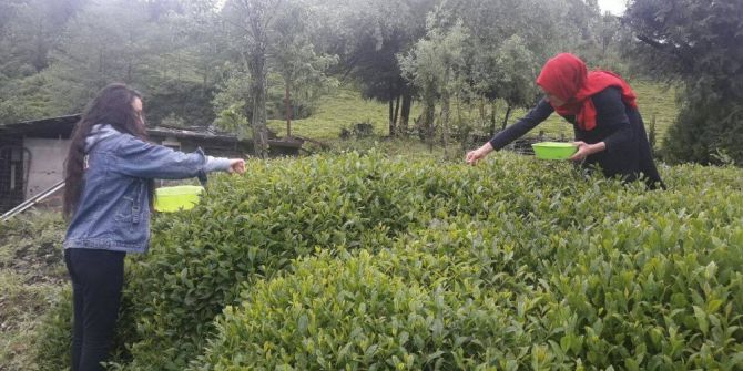 Rize’de Beyaz Çay Hasadı Başladı