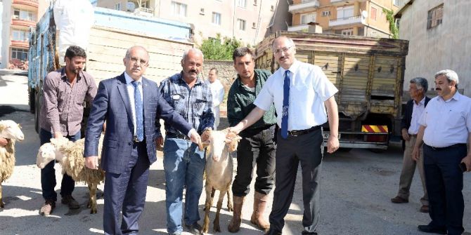 İhtiyaç Sahipleri Hayvancılıkla Kalkınacak