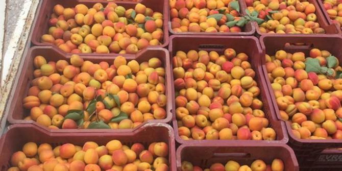 Mut’ta Turfanda Kayısı İhracatı Başladı