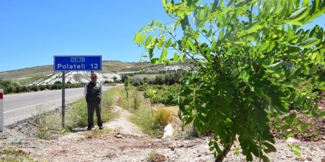 Karayollarına Dikilen Akasyalar İle Çiçek Açmaya Başladı