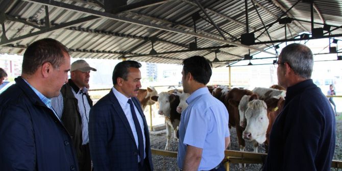 Seydişehir’de Tarımsal Kalkınma Kooperatifi Üyelerine Düve Dağıtımı