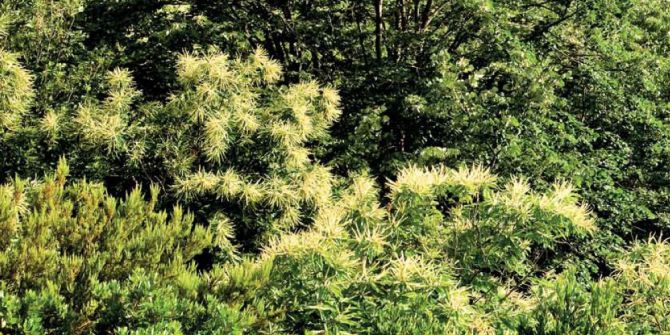 Orman Ve Su İşleri Bakanlığı, Gal Arıları İle Mücadele Ediyor