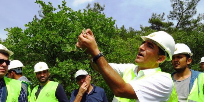 Meşe Türlerinin Tespiti Ve Planlanması Eğitimi