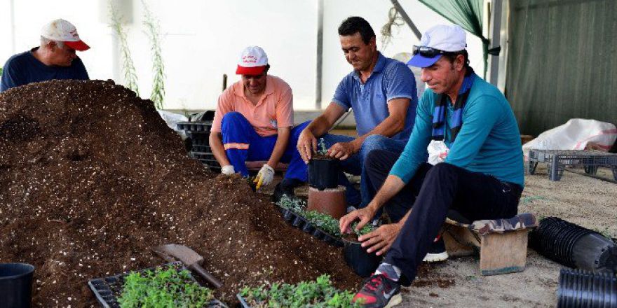 Muratpaşa’da 2 Milyon Çiçek Üretilecek