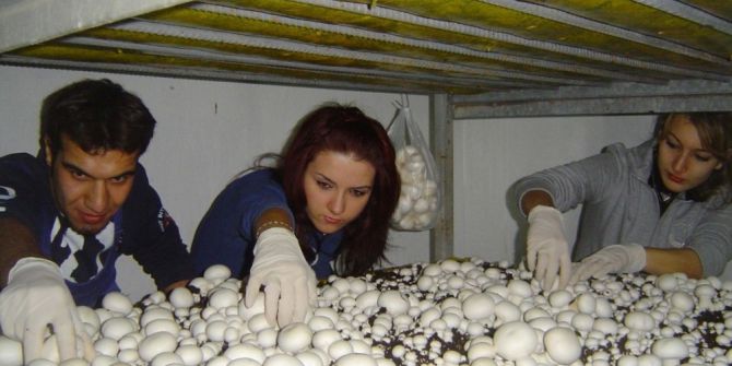 ’Mantarcılık’ Sektörü Öğrencilerini Bekliyor