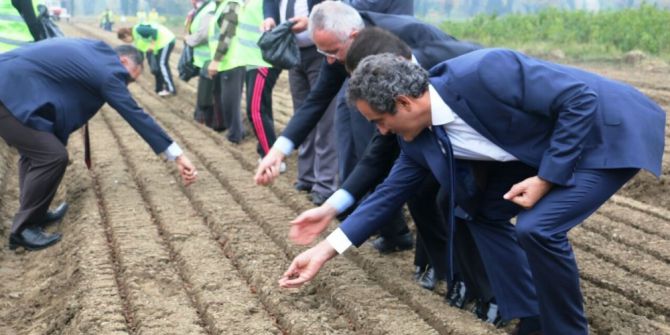 Fidanlıkta Kayın Tohumları Fidana Dönüştü