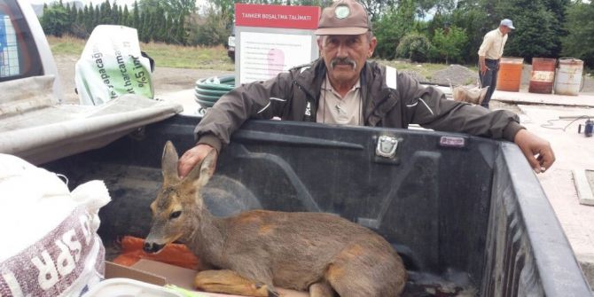 Yaralı Karaca Tedavi Altına Alındı