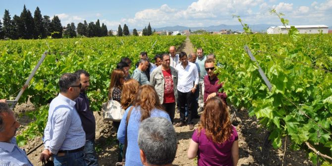 Üzüm Rekoltesinde Komisyon Çalışmaları Başladı