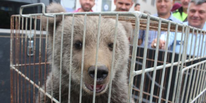 Yavru Ayı Kent Merkezine İndi