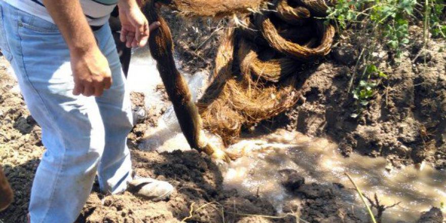 Su Borusundan 26 Metrelik Ağaç Kökü Çıktı