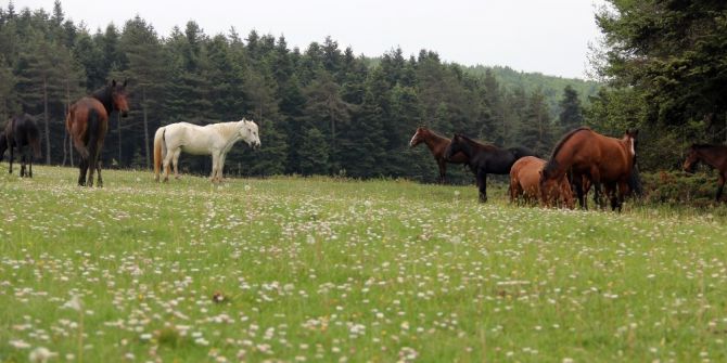 Yılkı Atları Grup Halinde Göründü