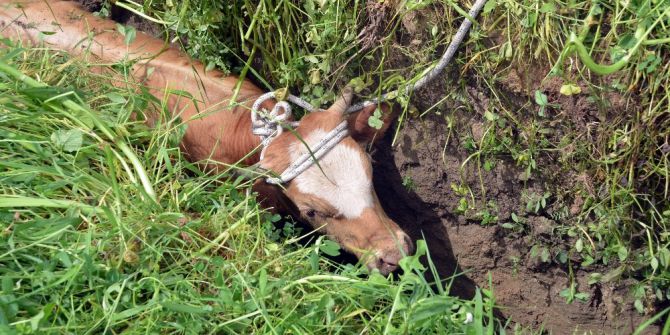Sinop’ta Dana Kurtarma Operasyonu