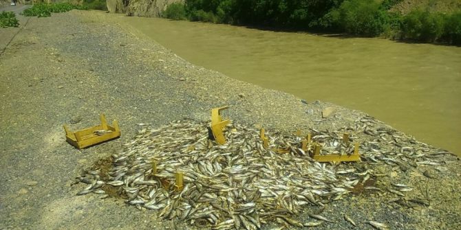 Yol Kenarına Boşaltılan Balıklar Tepkiye Neden Oldu