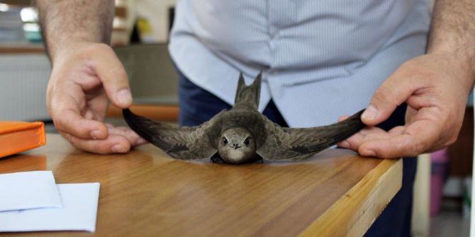 Esrarengiz Kuş Ebabil, Alaşehir’de Görüldü