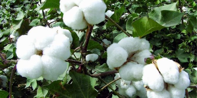 Aydınlı Çiftçi Pamuğa Yöneldi