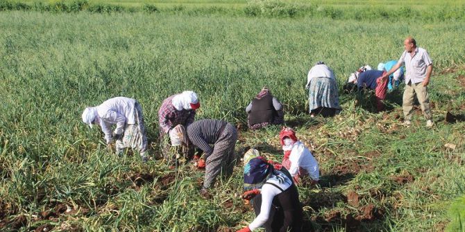 Sıcak En Çok Beyaz Altın Üreticisini Sevindirdi