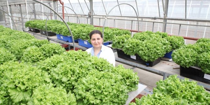 Topraksız Marulda Verim Arttı