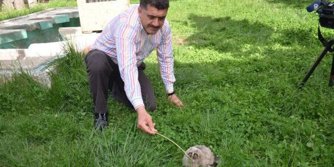 Yavru Puhu Koruma Altına Alındı