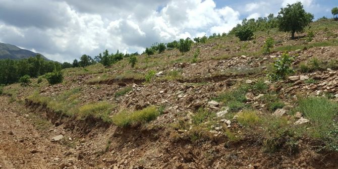 Büyükşehir’in Diktiği Fidanlar Büyüyor